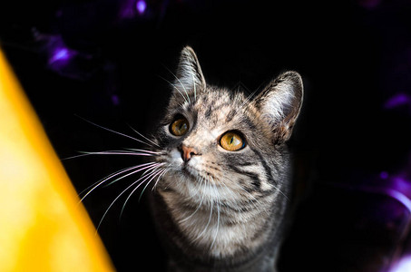 从黑暗中抬头的灰色虎斑小猫图片