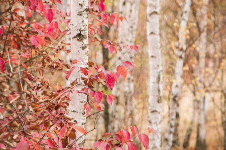 红叶白桦树秋天背景图片