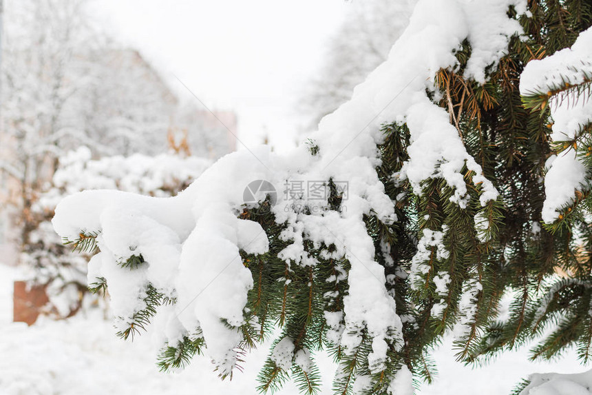 雪中的fir树枝图片