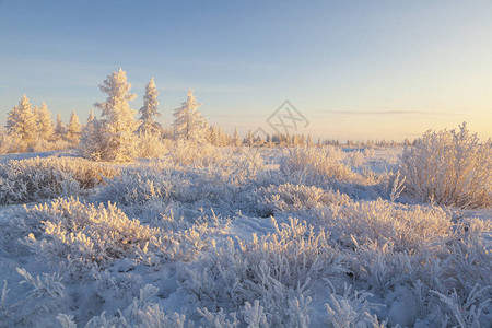 美丽的苔原冬季风景图片