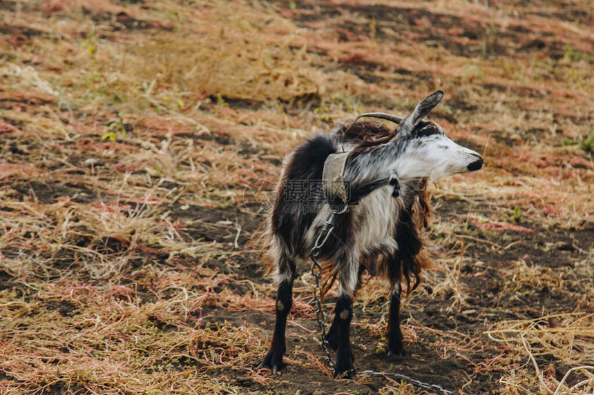黑色和白色山羊长在皮带上的角在田野里吃草保护动图片
