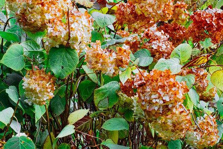 秋天花园的Hydrangea棕色和黄色花朵图片