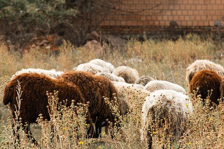 一群棕色白色和黑色的羊群在田里放图片