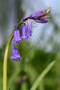 关闭一朵盛开的风信子花hyacinthoidesnonscripta图片