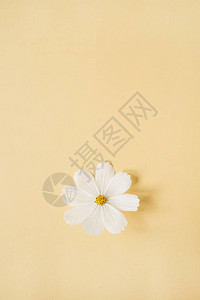 最小风格的概念淡黄色背景的白色雏菊洋甘菊花复制空间创意生活方式夏天图片