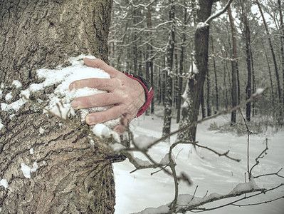 手与长期冻住的手指触摸树皮图片
