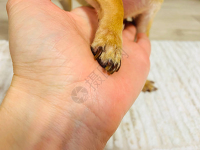 狗爪手握着与狗的友谊动物的献身永远团结图片