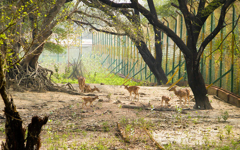 一群小鹿或Chital有蹄反刍哺乳动物鹿科在风景如画的绿色森林中发现印度西高止山脉卡纳塔克邦巴德拉野图片