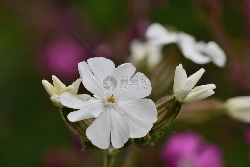 花朵盛开的白色野露拉图片