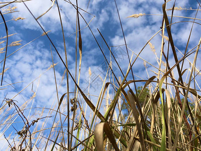 在蓝天背景的高草高大的绿草在风中摇曳田野里的草伸向天空图片