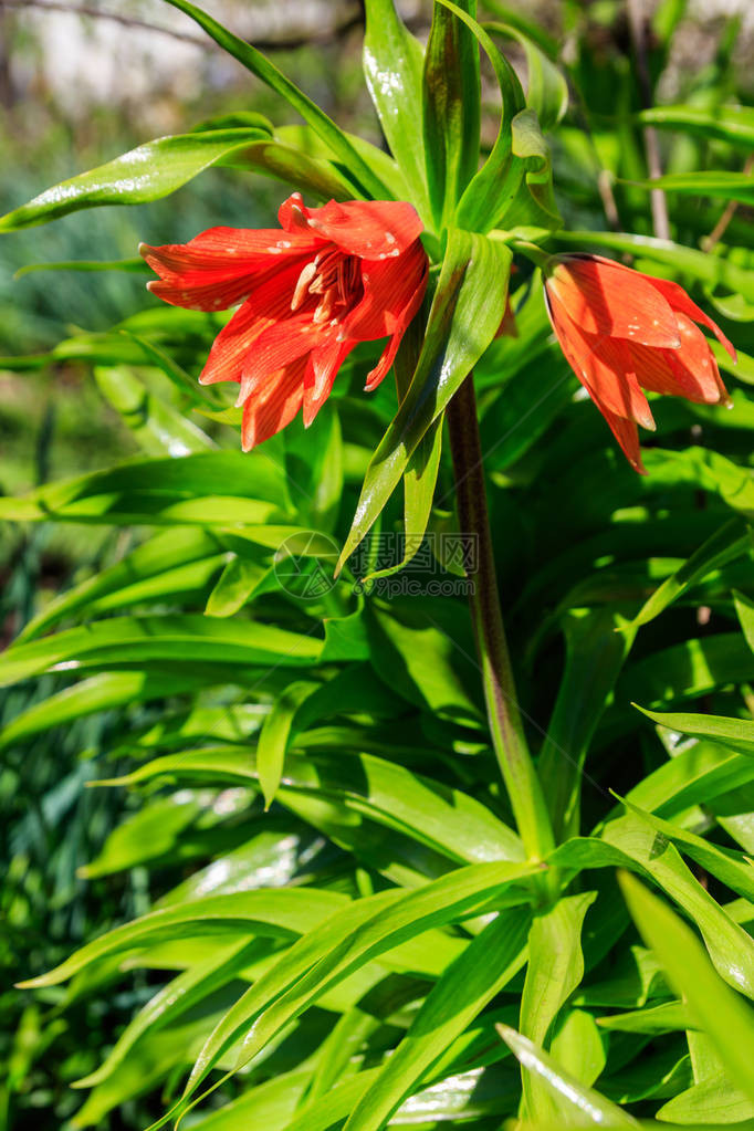 花园中的橙色皇冠百合花美图片