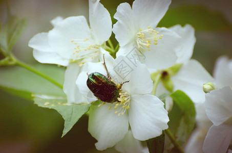 含茉莉花的绿玫瑰甲虫其背景模糊春季背背景图片