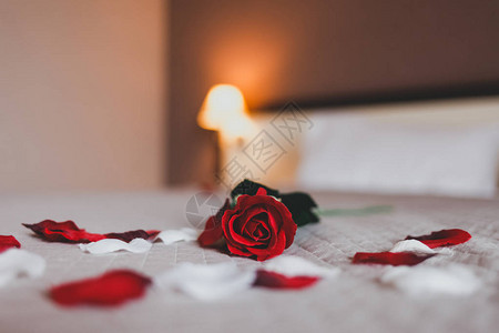 玫瑰在酒店房间的床上玫瑰和她的花瓣在床上度过一图片