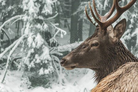 白雪皑的森林中鹿头的轮廓图片