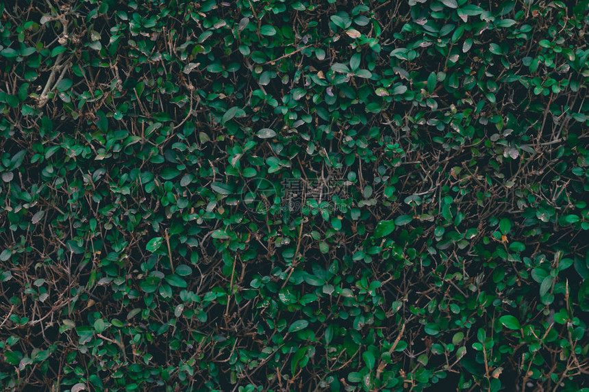 绿色灌木背景叶子纹理图片