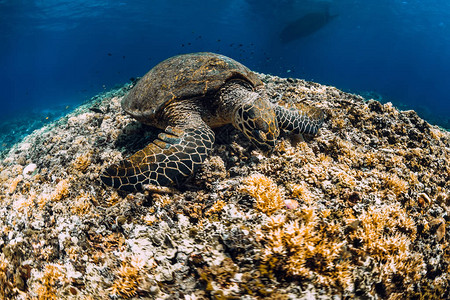 海龟在海洋中滑翔海龟在图片