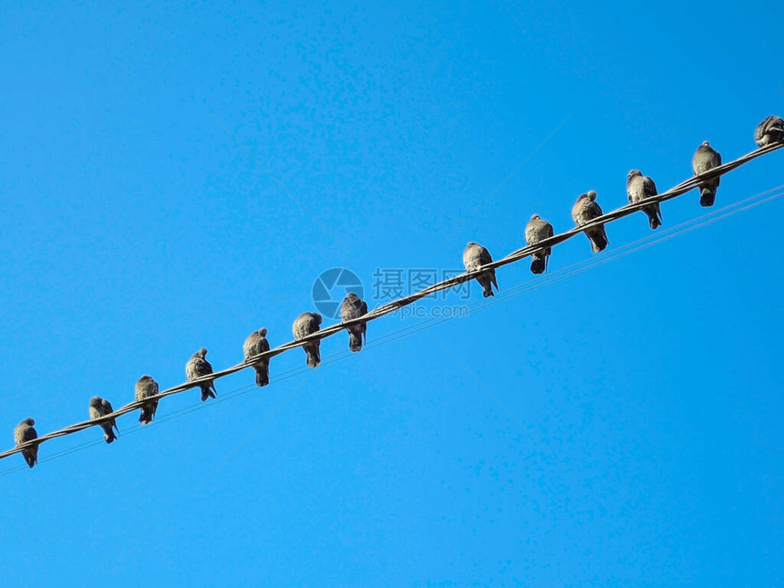 电线上有许多鸽子鸽子坐在图片