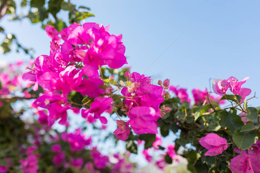 土耳其博德鲁姆市美丽的红色或粉红色九重葛花植物和花园土耳其或希腊博德鲁姆镇夏季图片