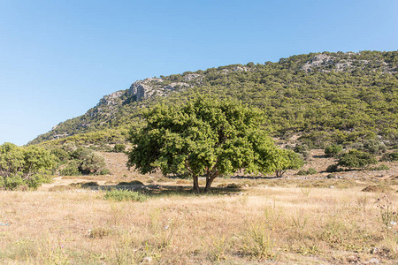 Carob树蝗虫树地中海的ceratonia图片