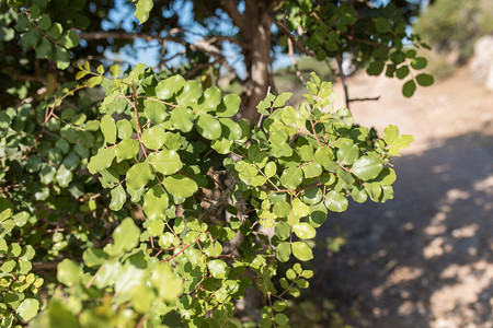 Carob或daphne树叶图片