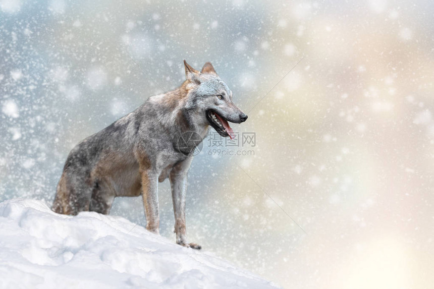 在圣诞节背景下雪的野狼冬季仙图片
