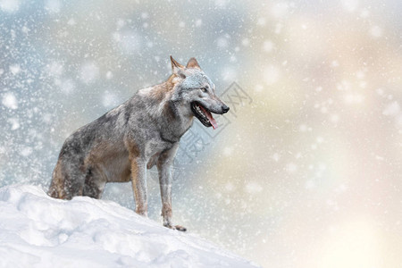 在圣诞节背景下雪的野狼冬季仙图片