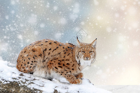 Lynx在圣诞节背景的雪中冬季奇幻之图片