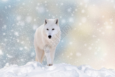在圣诞节背景下雪的野狼冬季仙背景图片