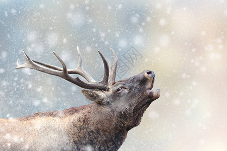 圣诞背景的雪中鹿冬季仙图片