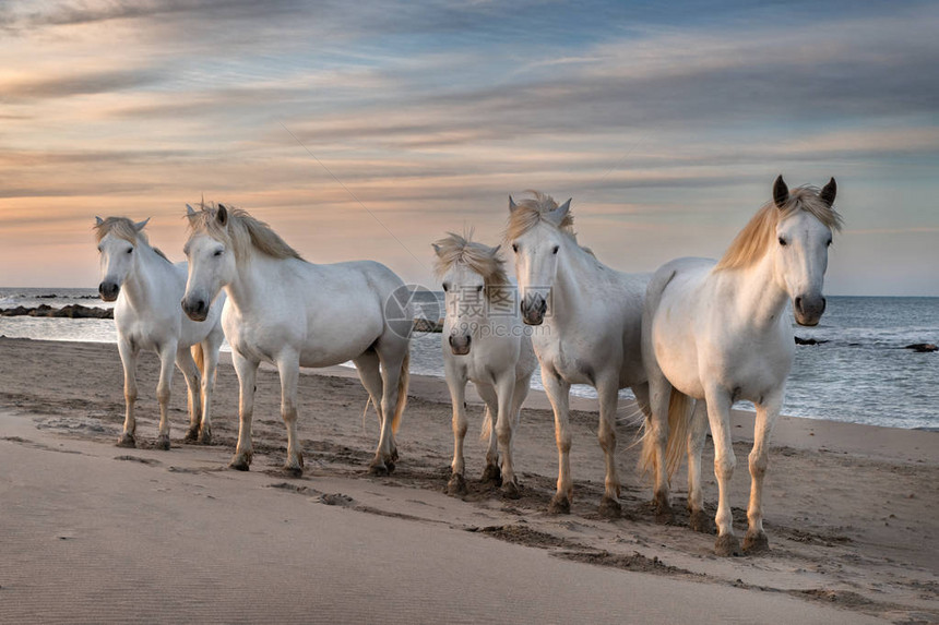 白色马群正在海滩上消磨时间照片来自法国卡玛格Cam图片