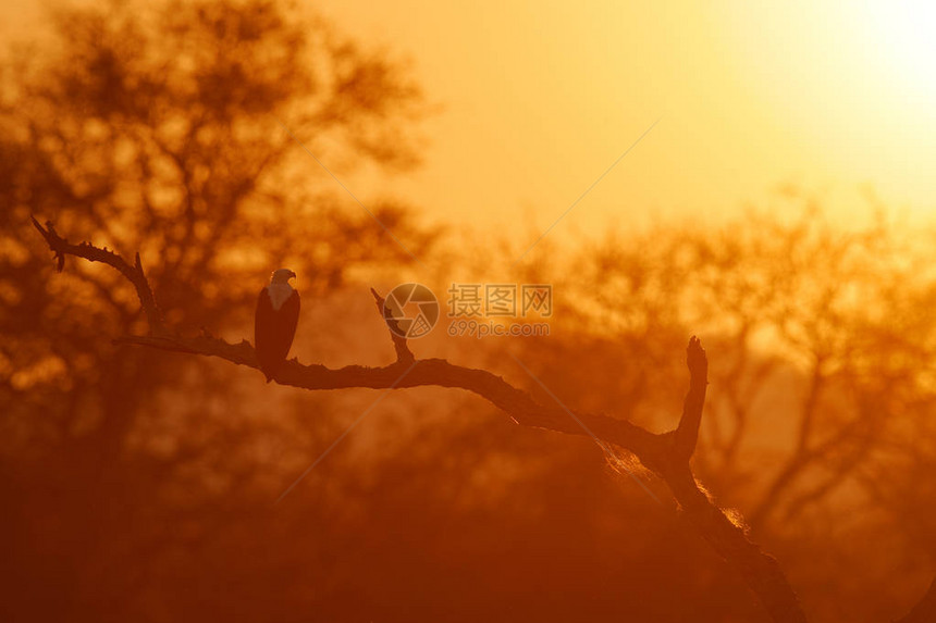 老鹰坐在树顶图片