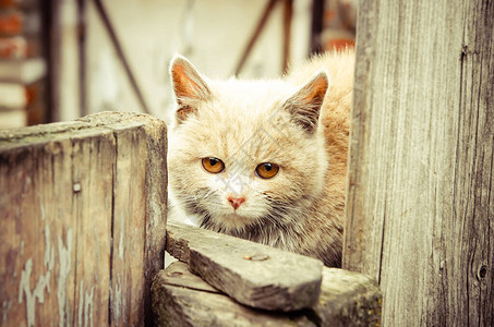 坐在栅栏上的家养小猫图片