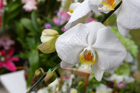 美丽的白色兰花瓣上有露珠图片