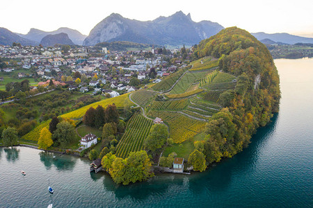 秋天在瑞士斯皮兹镇附近的图纳西湖和葡萄图片