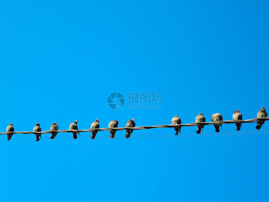 许多鸽子在电线上鸽子坐在图片