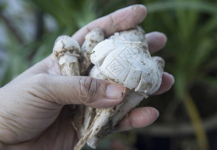 可食用的新鲜采摘生白蚁蘑菇图片