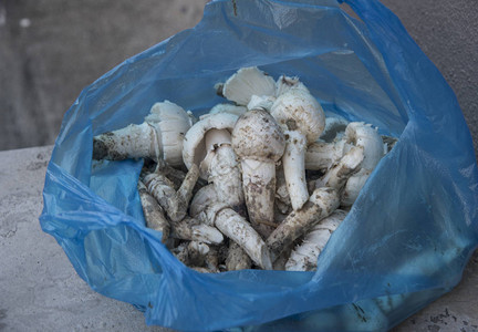 可食用的新鲜采摘生白蚁蘑菇图片