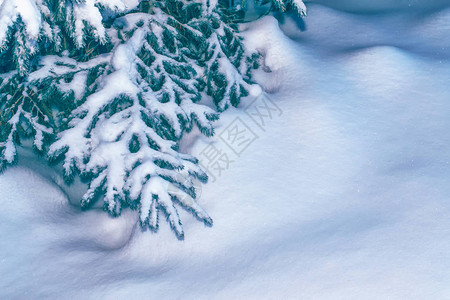 冰冻的冬季森林有雪覆盖的树木图片