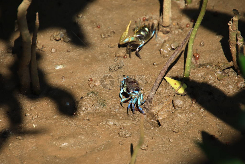 曼格罗夫野生动物的美丽泥土地上红树林中的蓝图片