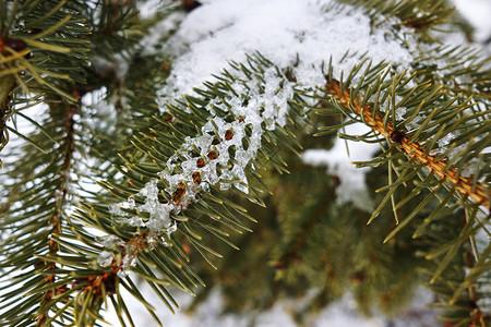 圣诞树枝上的冰雪和冰雪图片