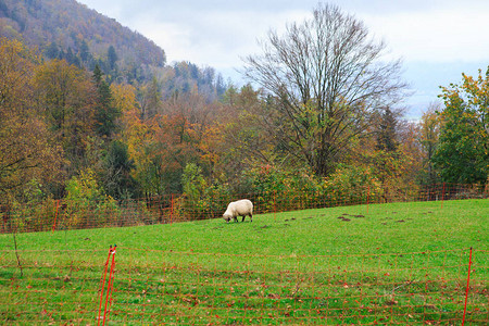 在高山村庄放牧的山羊和绵羊群一小群山羊在秋日觅食畜牧业畜图片