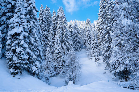 冬季下午法林树木堆积着图片