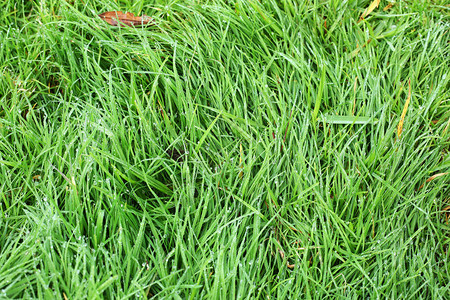 绿草花园上的新鲜水露滴背景图片