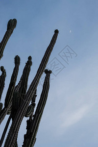 重阳约惠毛笔字在哥伦比亚威拉的塔科亚沙漠背景