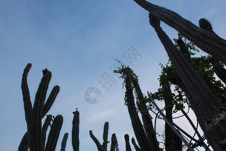 甜蜜约惠哥伦比亚威拉Tatacoa沙漠带新月的背景