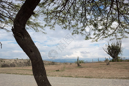 Tatacoa沙漠Huila的树灌木和仙图片