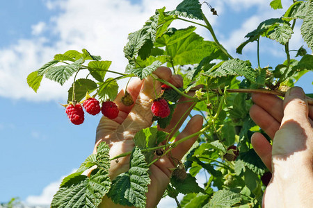 种植成熟的草莓的女农民用果子与青蓝图片