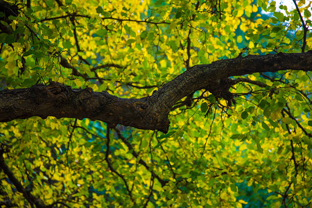 绿色林树背景绿叶或绿叶的近图片
