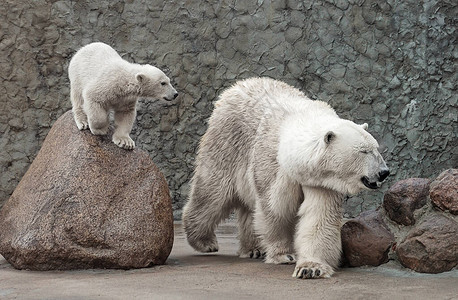 北极熊一家在玩耍图片