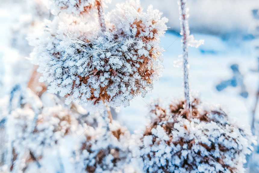 雪地上美丽的冰冻植物在浅图片